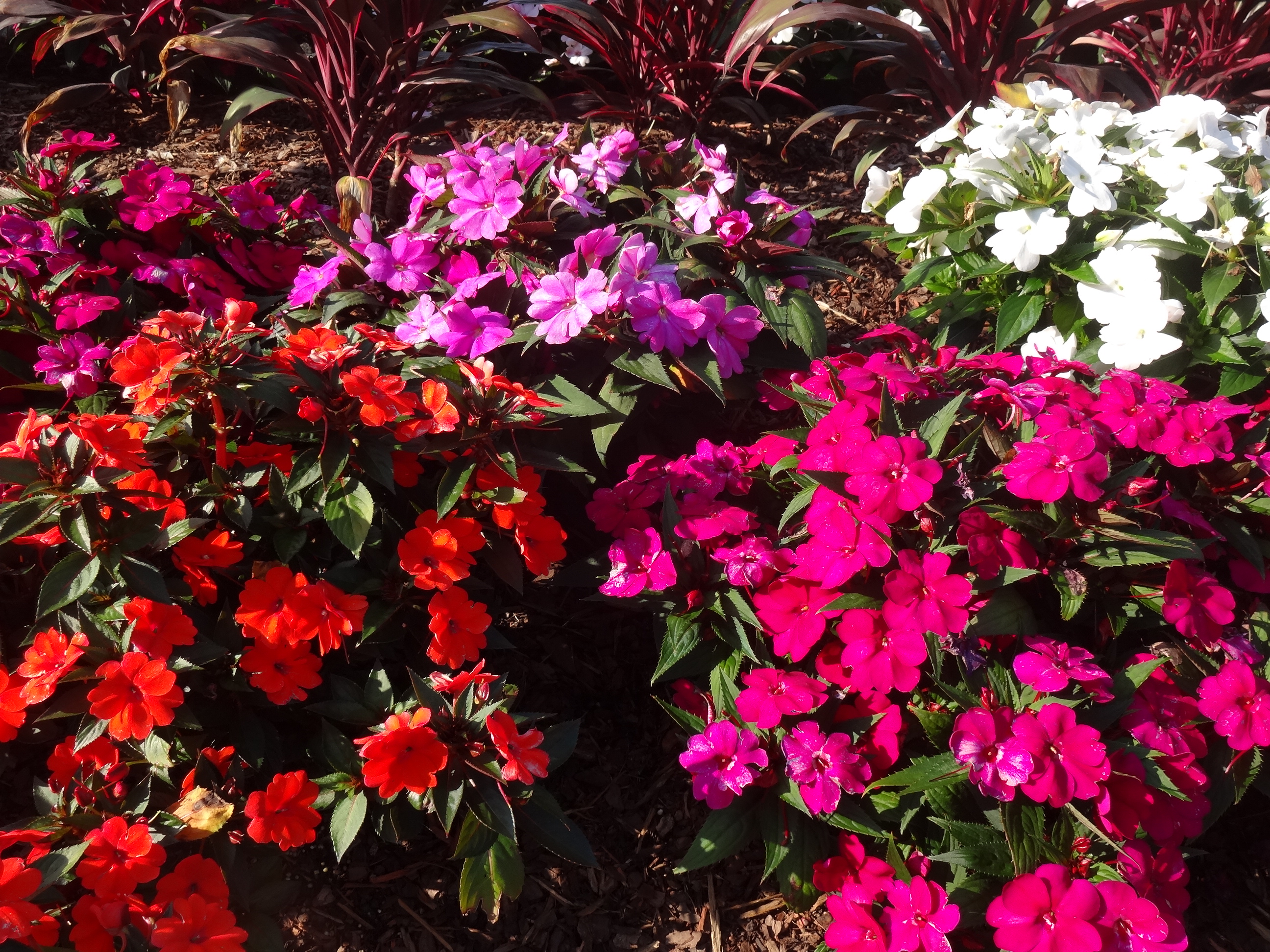 Super Plant SunPatiens blooms all summer
